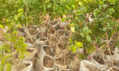 Plan International, ZCRA Mobilise 178 Yobe Communities in Bold Tree-Planting Drive