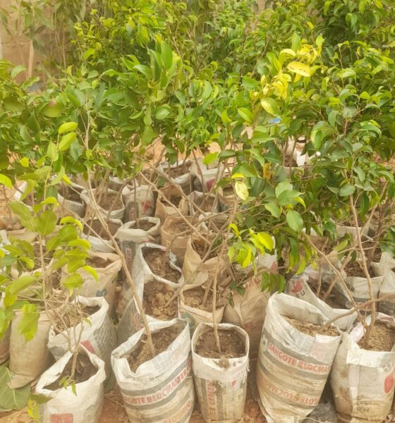 Plan International, ZCRA Mobilise 178 Yobe Communities in Bold Tree-Planting Drive