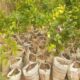 Plan International, ZCRA Mobilise 178 Yobe Communities in Bold Tree-Planting Drive