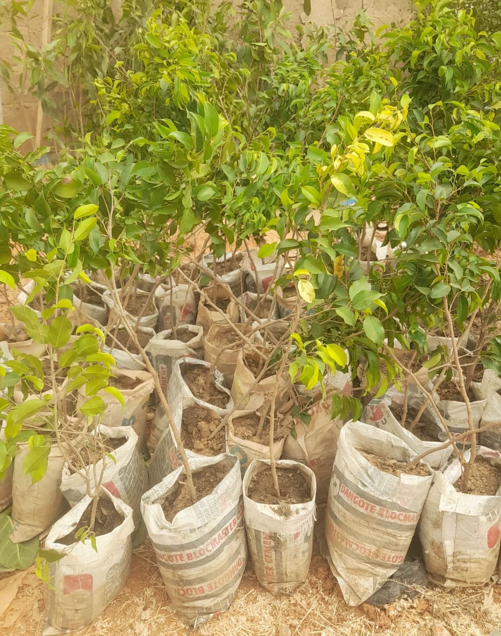 Plan International, ZCRA Mobilise 178 Yobe Communities in Bold Tree-Planting Drive