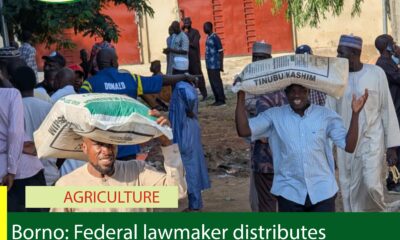 Borno: Federal lawmaker distributes 12, 000 bags of fertiliser to constituents